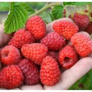 Саженец малина Полана